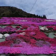 相生の芝桜