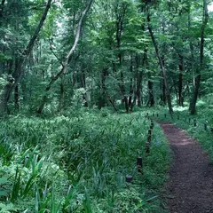 こもれびの森