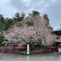 鹽竈桜