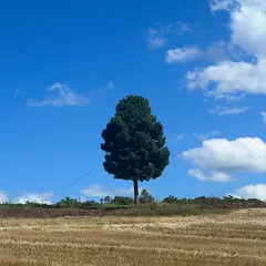開拓の木