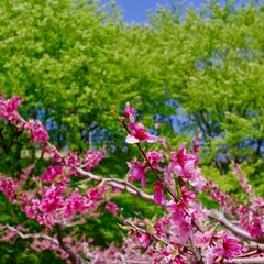 福山市 園芸センター