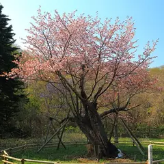庶野さくら公園 夫婦桜