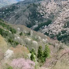 陸郷桜仙峡