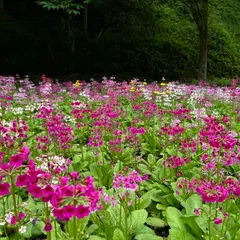 九十九谷森林公園