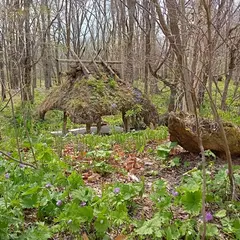 太四郎の森