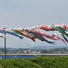 鈴川の鯉のぼり祭