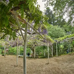 桜淵公園 藤棚