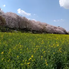 幸手権現堂桜堤(県営権現堂公園)の桜の地図・アクセス