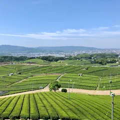 八女中央大茶園 Yame Central Tea Plantation