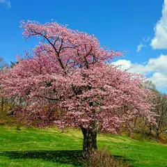 山根一本桜