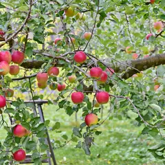りんごの里 平塚果樹園