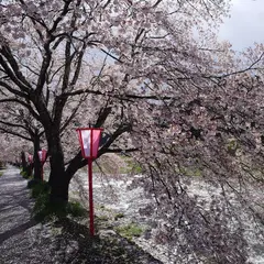 美甘宿場桜