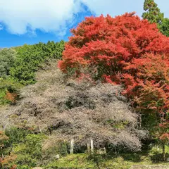 神代四季桜