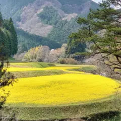深山桜