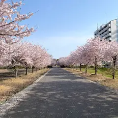 旭化成㈱の桜並木