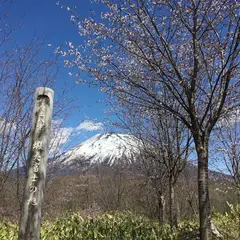 ニセコ千本桜