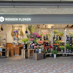 WONDER FLOWER