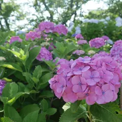 若松あじさい祭り