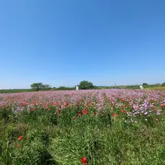 ポピー祭り (馬室会場)