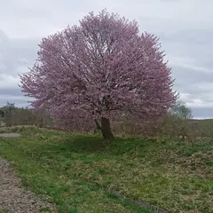 まんまる桜