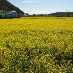 日野（バス）