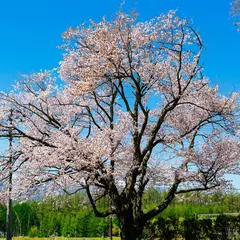 東京大学演習林樹木園 桜公園