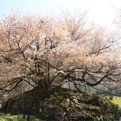 狗鷲桜