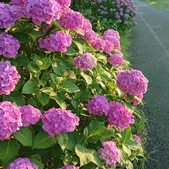 あじさいロード
