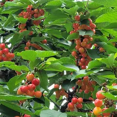 加藤さくらんぼ農園（山梨県北杜市）