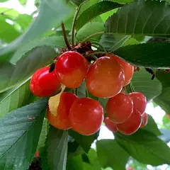 果物農家白山園