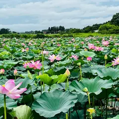 蓮の花が綺麗な沼