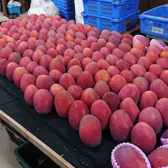沖縄マンゴー農園マンゴラン