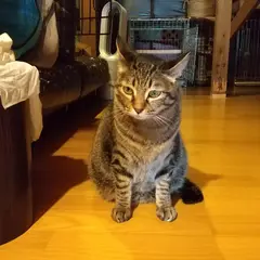 奄美の保護ねこカフェ gatti