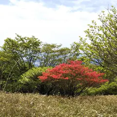 県民の森