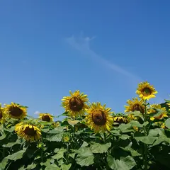 南光スポーツ公園 若あゆランド