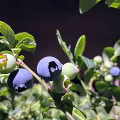 ブルーベリーファームおおた