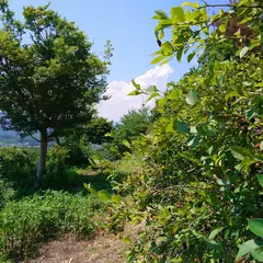 手づくり村ブルーベリー園
