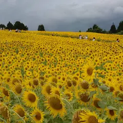 山本山 花畑