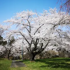 三戸城本丸跡