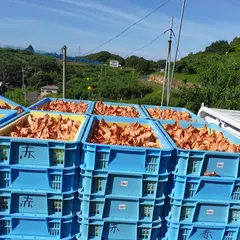 赤木農園
