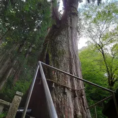 青玉神社の大スギ(県指定天然記念物)