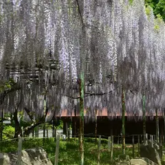 カバンの藤
