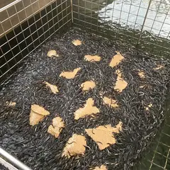 うなぎ浜名湖や
