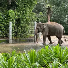 Singapore Zoo