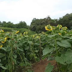 天空のひまわり畑