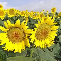 野良舞夏ひまわり倶楽部 平石農場の菜の花