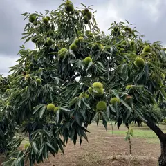 竹之内果樹園