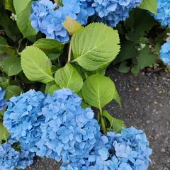 遠藤