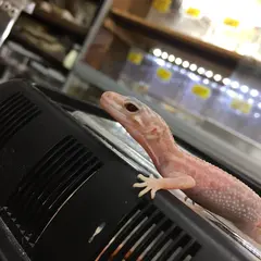 （有）良心堂