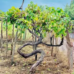 Casa Setaro Winery